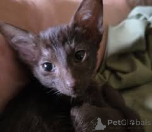 Photo №3. Adoption orientale de Lyhytkarvaiset kissanpennut. La finlande