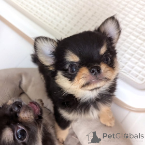 Photo №3. Chihuahua disponible à l'adoption contactez WhatsApp Business 447450021323. La finlande