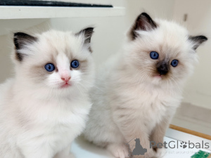 Photo №3. Chatons Ragdoll à vendre Bébés Ragdoll affectueux de race pure avec de superbes. Suède