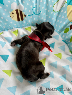 Photo №3. Un chiot de pedigree avec un manteau de conte de fées après le champion ZKWP /. Pologne