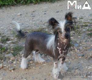 Photo №1. chien chinois à crête - à vendre en ville de Munich | 600€ | Annonce №105206