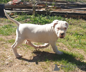 Photos supplémentaires: chiots dogue argentin