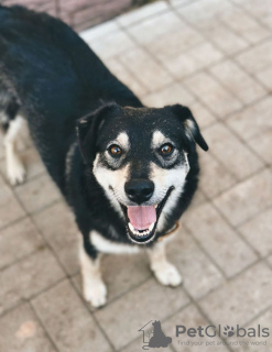 Photos supplémentaires: Le chien souriant Masyanya cherche un foyer !