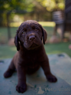 Photo №1. labrador retriever - à vendre en ville de Danzig | négocié | Annonce №178546