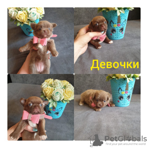 Photo №1. chihuahua - à vendre en ville de Rostov-sur-le-Don | 1004€ | Annonce №51684