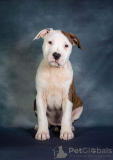 Photo №1. american staffordshire terrier - à vendre en ville de Riga | négocié | Annonce №127832