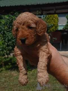 Photo №1. caniche (jouet) - à vendre en ville de Kula | négocié | Annonce №112495