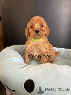 Photo №4. Je vais vendre cocker américain en ville de Alain. éleveur - prix - 600€