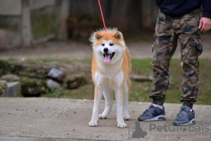 Photos supplémentaires: Chiots Akita Inu