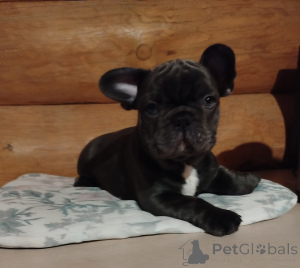 Photo №1. bouledogue - à vendre en ville de Minsk | 563€ | Annonce №161446
