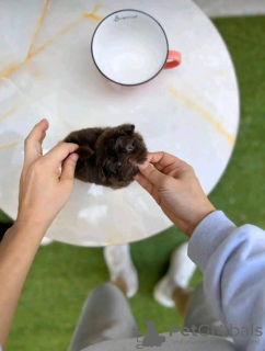 Photo №1. yorkshire terrier - à vendre en ville de Virginia Beach | 0€ | Annonce №131052