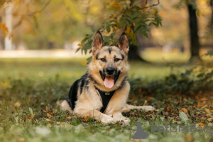 Photo №2 de l'annonce № 77649 de la vente chien bâtard - acheter à Fédération de Russie annonce privée