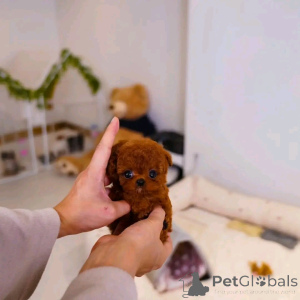 Photo №3. Chiots caniche Business Whatsapp 2295825241. La finlande