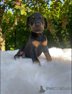 Photo №3. Dobermannwelpen zu vermitteln.. Allemagne