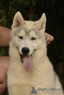 Photos supplémentaires: chiot husky sibérien à vendre