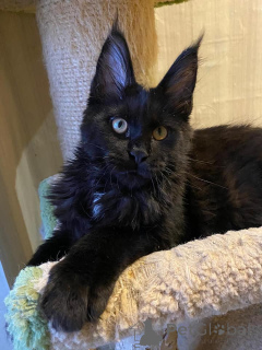 Photo №2 de l'annonce № 137767 de la vente maine coon - acheter à Allemagne 