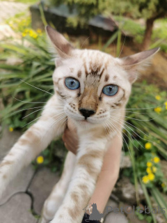 Photo №1.  - à vendre en ville de Skövde | 750€ | Annonce № 153265