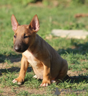 Photos supplémentaires: Chiots bull-terrier standards