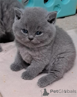 Photo №1. british shorthair - à vendre en ville de Datteln | 350€ | Annonce № 153587