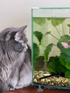 Photo №3. Magnifique Marcy. Biélorussie