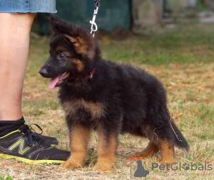 Photos supplémentaires: Chiot. Berger allemand.