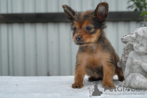 Photo №3. Jouet russe. Fédération de Russie