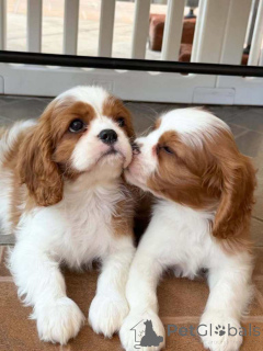 Photo №3. blenheim cavalier king Charles santé testée..whatsapp moi au 44 7453 907158. La Grande-Bretagne