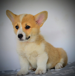 Photo №3. Gallois corgi pembroke beaux chiots. Serbie