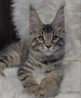 Photo №2 de l'annonce № 161771 de la vente maine coon - acheter à USA éleveur