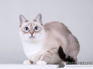 Photos supplémentaires: Cindy, tendre chat aux yeux bleus.