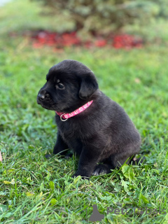 Photo №4. Je vais vendre labrador retriever en ville de Tchekhov. annonce privée - prix - 68€