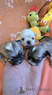 Photo №1. chihuahua - à vendre en ville de Zrénjanin | négocié | Annonce №144959