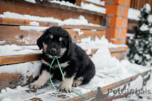 Photo №3. Élevage de chiots Khotosho (chien bouriate) Patrimoine de Bouriatie. Fédération de Russie