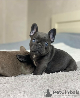 Photo №1. bouledogue - à vendre en ville de Гамбург | négocié | Annonce №124987