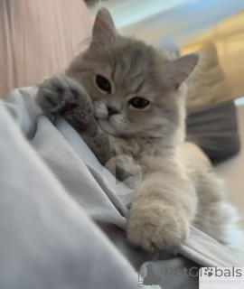 Photo №2 de l'annonce № 142284 de la vente persan - acheter à Georgia éleveur