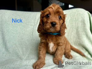 Photo №1. cavalier king charles spaniel - à vendre en ville de Villard | 400€ | Annonce №144460