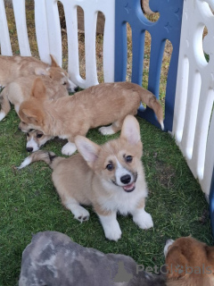 Photo №3. Corgi gallois Pembroke. Serbie