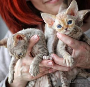 Photo №1. devon rex - à vendre en ville de Varsovie | négocié | Annonce № 171382