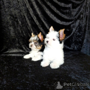 Photo №4. Je vais vendre biewer yorkshire terrier en ville de Стамбул. éleveur - prix - 946€