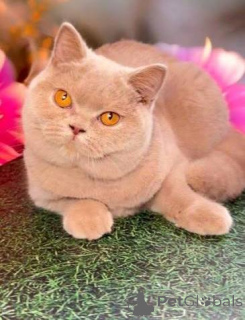 Photo №3. Chatons British Shorthair affectueux disponibles à la vente. La Grande-Bretagne