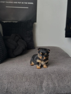 Photo №1. yorkshire terrier - à vendre en ville de Alexandroupoli | 250€ | Annonce №177634