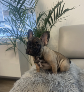 Photo №3. Bulldog français. USA