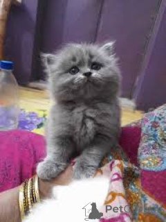 Photo №2 de l'annonce № 171550 de la vente british shorthair - acheter à La finlande annonce privée, éleveur