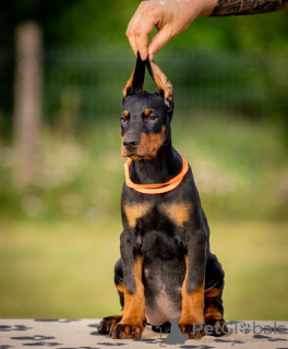 Photos supplémentaires: Chiots Dobermann