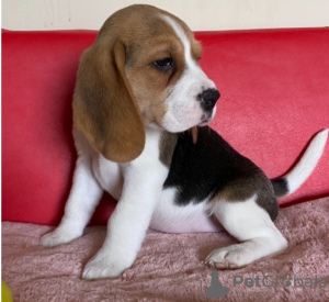 Photo №1. beagle - à vendre en ville de Bruxelles | négocié | Annonce №76852