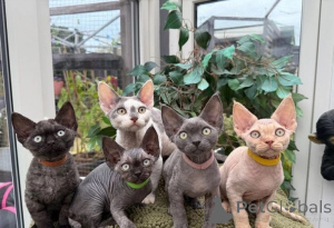 Photo №1. devon rex - à vendre en ville de Conterne | 350€ | Annonce № 151484