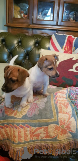 Photo №1. jack russell terrier - à vendre en ville de Berlin | 284€ | Annonce №70924