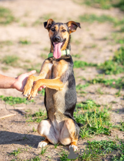 Photo №2 de l'annonce № 163554 de la vente chien bâtard - acheter à Fédération de Russie annonce privée