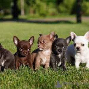 Photo №1. chihuahua - à vendre en ville de Paris | 700€ | Annonce №163311