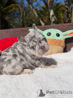 Photo №2 de l'annonce № 174877 de la vente bouledogue - acheter à France annonce privée